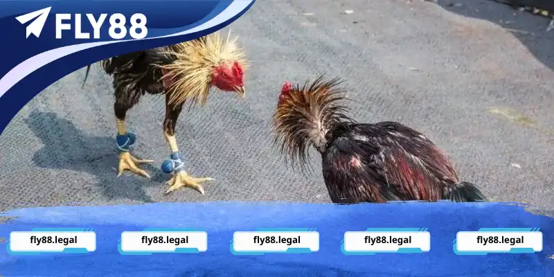 Bộ môn đá gà Fly88 với hình thức giải trí phổ biến