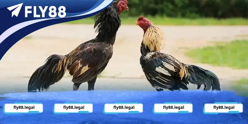 Đôi nét về bộ môn thể thao đá gà Fly88